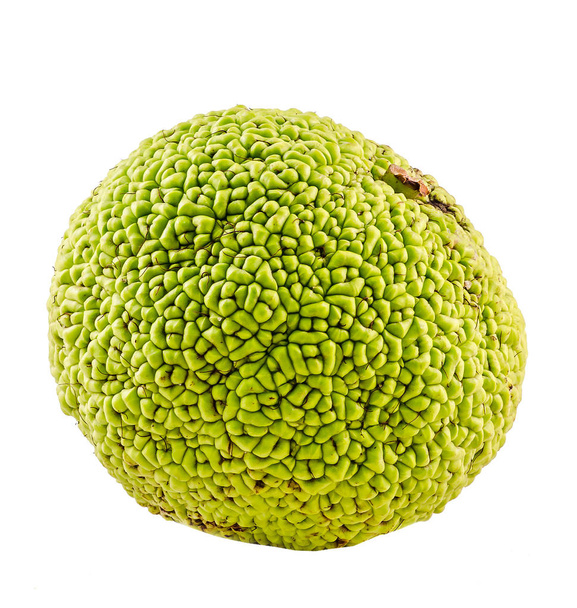 Green fruit of Maclura pomifera, also known as Osage orange, - Photo, Image