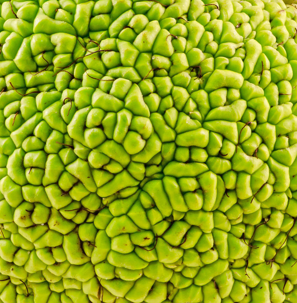 Green fruit of Maclura pomifera, also known as Osage orange - Photo, Image