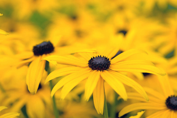 Siyah eyed susans Çiçek bahçesinde - Fotoğraf, Görsel