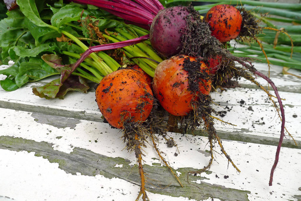 A bunch of colorful beets - Photo, Image