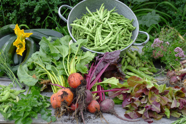 legumes frescos do jardim em uma mesa de jardim
 - Foto, Imagem