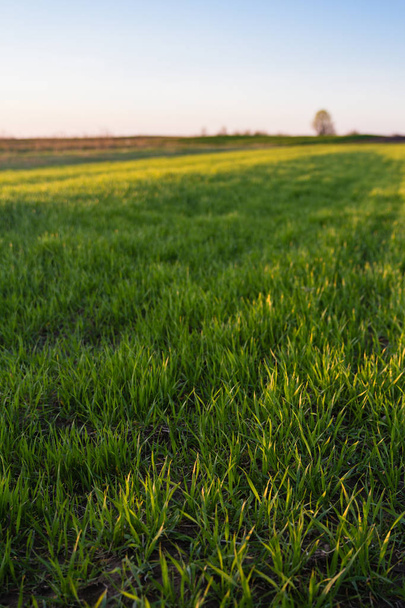 Зеленая трава на весеннем поле с ясным голубым небом
 - Фото, изображение