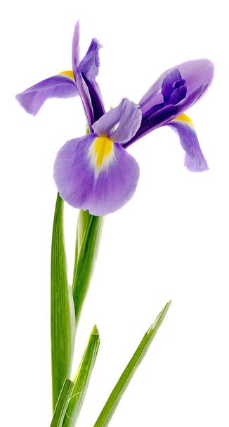 lila, blaue Irisblüte, Nahaufnahme, isoliert, weißer Hintergrund - Foto, Bild