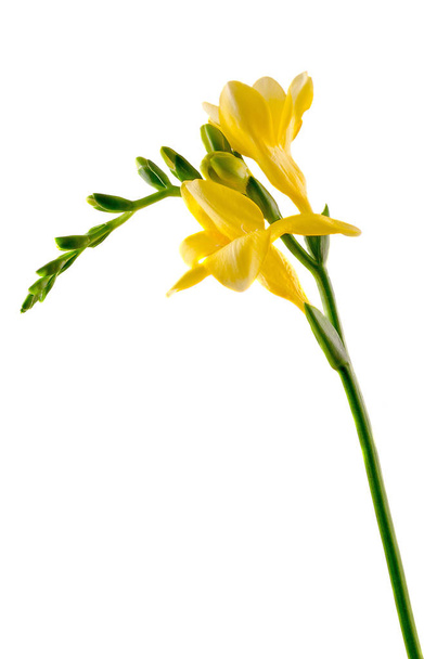 Flor de freesia amarilla, aislada, de cerca, fondo blanco
 - Foto, imagen
