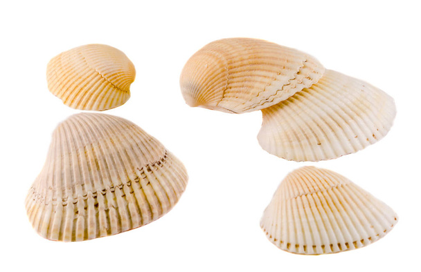 Sea colored shells, close up, isolated, white background. - Photo, Image