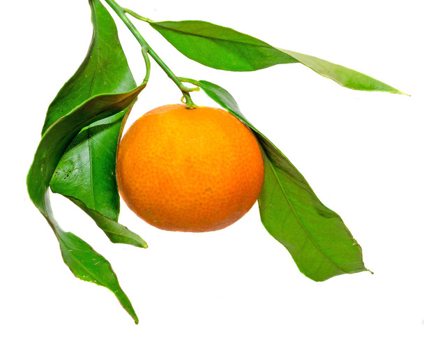 The mandarin orange (Citrus reticulata), also known as the mandarin - Zdjęcie, obraz