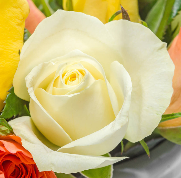 Квітка білої троянди, макро, крупним планом, ізольовані
 - Фото, зображення