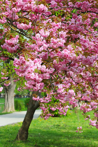Vaaleanpunainen sakura kukka Uzhgorod, Ukraina
 - Valokuva, kuva