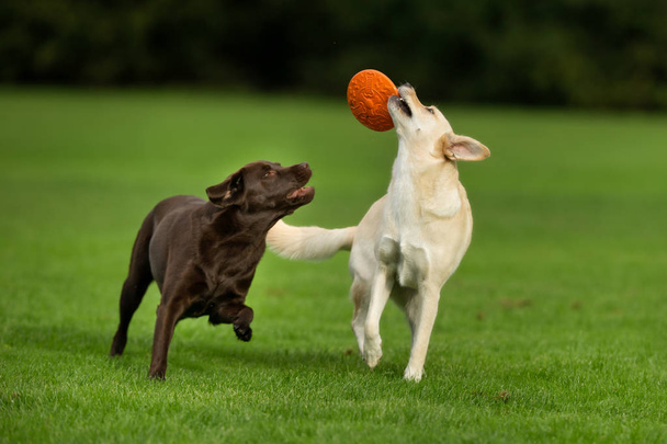 Labrador Retriever Dogs - Foto, immagini