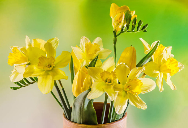 Narcisos amarillos y flores de freesias en un jarrón de colores, de cerca
 - Foto, Imagen