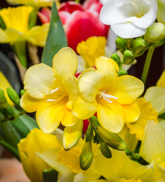 Flores de freesia amarilla, primer plano, fondo floral
. - Foto, imagen