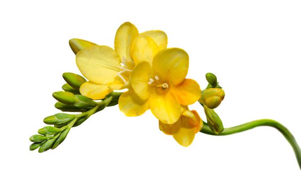 Flor de freesia amarilla, primer plano, aislado, fondo blanco
. - Foto, imagen