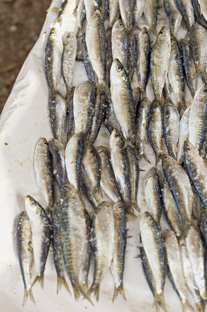 Sardines sur le marché aux poissons
  - Photo, image