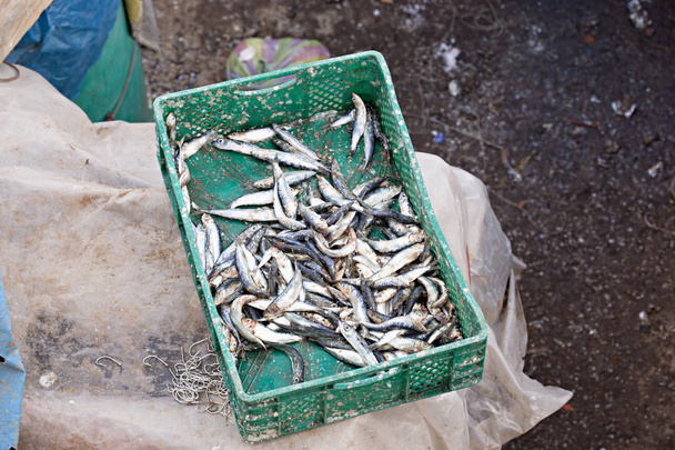 Sardynki na targu rybnym  - Zdjęcie, obraz