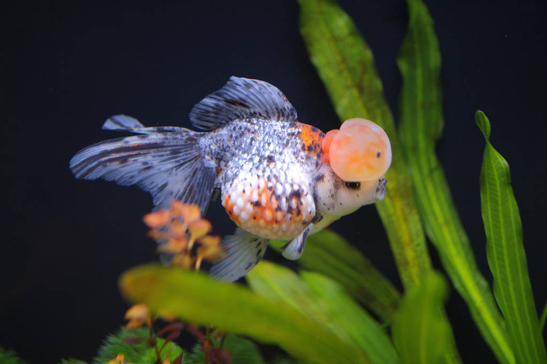 calico crown pearlscale gold fish - Φωτογραφία, εικόνα