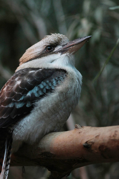 l'Australien riant Kookaburra perché
  - Photo, image
