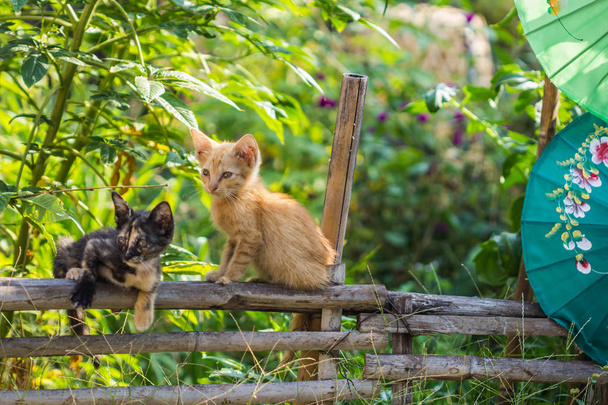 gato bonito na cerca de bambu
 - Foto, Imagem