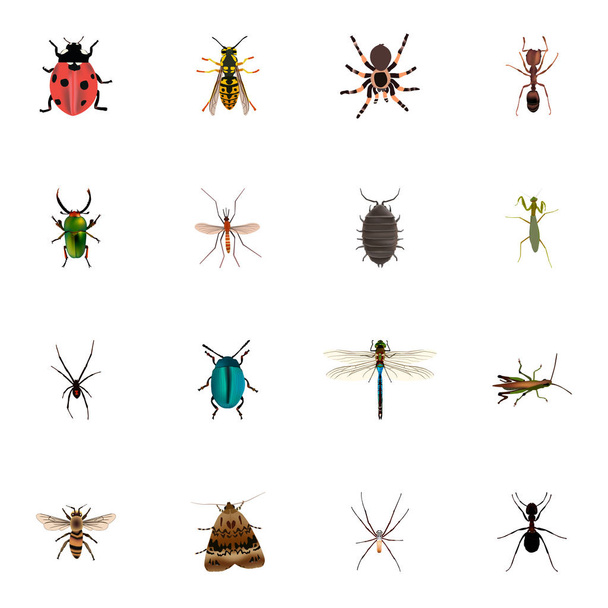 realistische Heuschrecken, Käfer, Spinnen und andere Vektorelemente. Satz von Bug realistischen Symbolen enthält auch blaue, Biene, Mücke Objekte. - Vektor, Bild