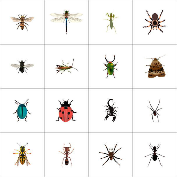 Realistic Midge, Damselfly, Spinner And Other Vector Elements. Set Of Animal Realistic Symbols Also Includes Spinner, Tarantula, Green Objects. - Vector, Image