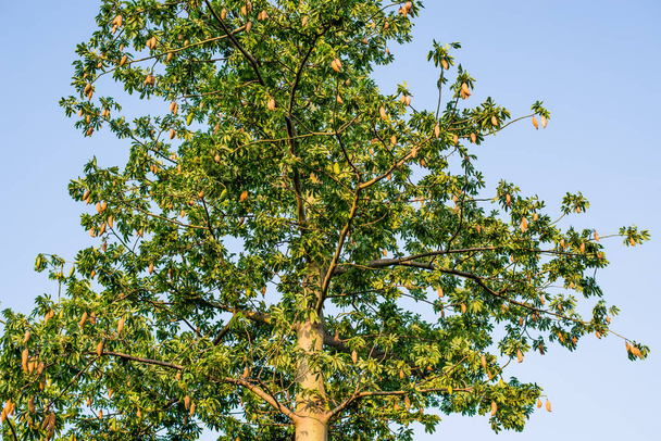 καπόκ σε δέντρο με φόντο μπλε του ουρανού. - Φωτογραφία, εικόνα