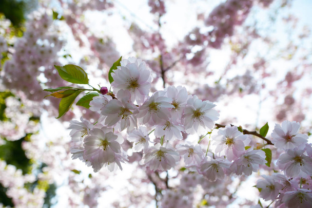 Flower ornamental cherry  - Фото, зображення