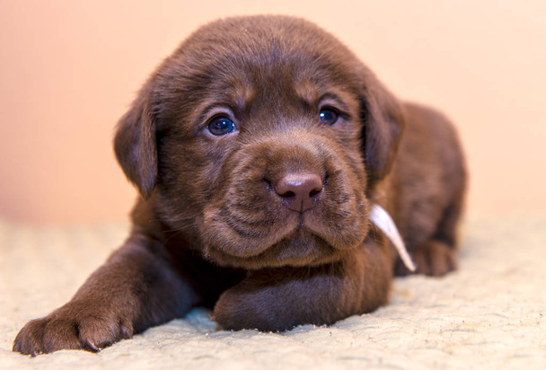 Puppy retriever labrador retriever dog brown chocolate color - Fotó, kép