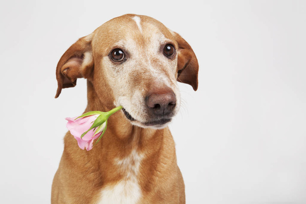 Bruine hond met roze roos in haar mond.   - Foto, afbeelding