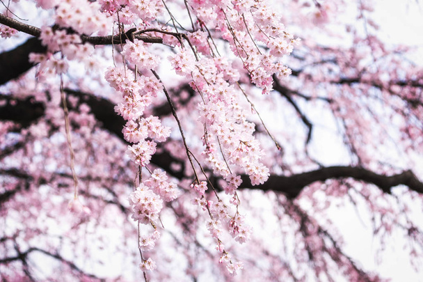 Flores de cerejeira em primavera - Foto, Imagem