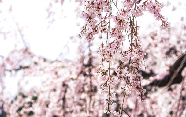 Cseresznyevirág tavasszal - Fotó, kép