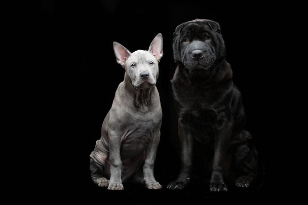 schöne Hunde auf schwarzem Hintergrund - Foto, Bild