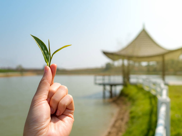Mão segurando folha de chá com pavilhão borrado
 - Foto, Imagem