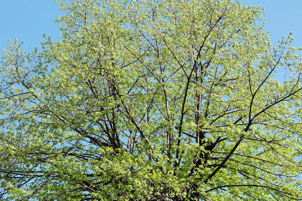 Fondo del árbol de primavera - Foto, imagen