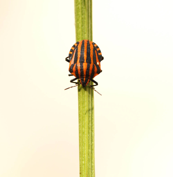 Итальянский полосатый жук, Graphosoma lineatum
 - Фото, изображение