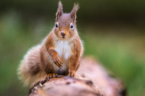 Écureuil roux (sciurus vulgaris) assis sur un tronc faisant face à l'avant
 - Photo, image