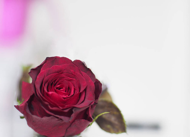 View of a red rose on white background - Photo, Image