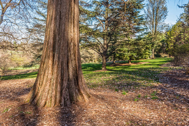 Servi ağacı Park - Fotoğraf, Görsel