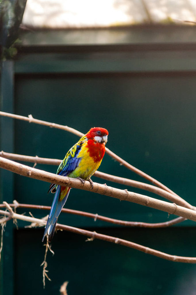 Papegaaien macaws zittend op een close-up tak - Foto, afbeelding