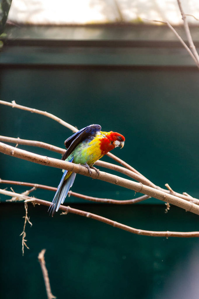 Pappagalli macaws seduto su un ramo di primo piano
 - Foto, immagini