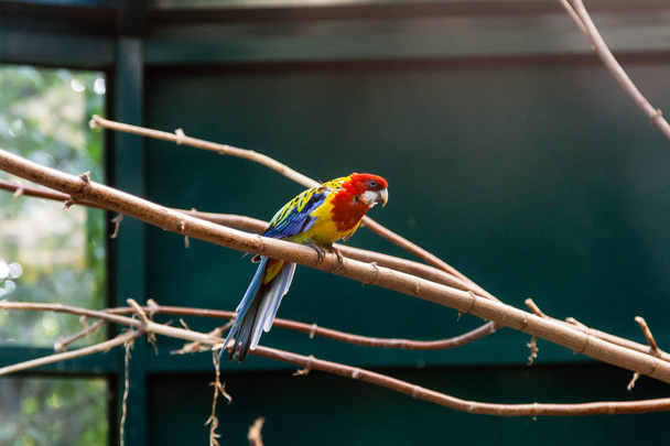 Papegaaien macaws zittend op een close-up tak - Foto, afbeelding