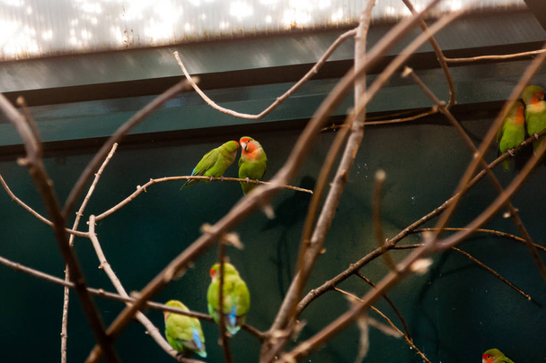 verliebtes Paar enge Freunde Papageien sitzen auf einem Zweig aus nächster Nähe - Foto, Bild