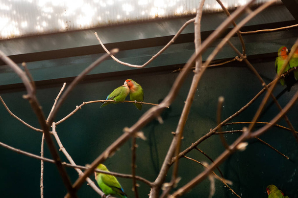 Casal apaixonado amigos próximos papagaios sentar em um ramo de close-up
 - Foto, Imagem