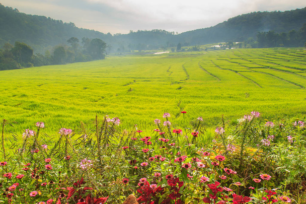 Jó reggelt zöld teraszos rizs mező Mae Klang Luang, Mae Chaem, Chiang Mai, Thaiföld - Fotó, kép