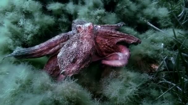 Octopus nadar sobre paisagem recifal mediterrâneo
 - Filmagem, Vídeo