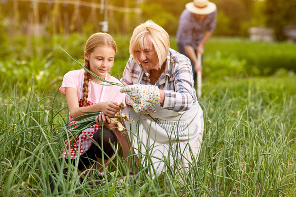 Granddaughter with grandmother picking onion - Foto, Imagem