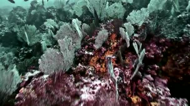 Korálový útes ve východním Tichém oceánu, Malpelo island - Záběry, video