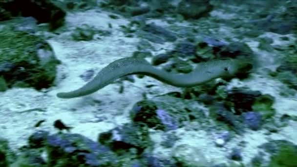 Müren balığı resif manzara, Malpelo Adası üzerinde - Video, Çekim