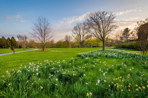 Flowers and trees at Cylburn Arboretum in Baltimore, Maryland. - 写真・画像