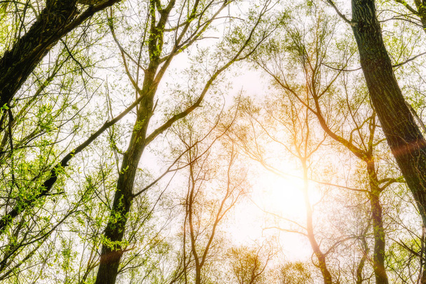 Felnézett a nap egy erdőben zöld fűz és nyárfák fák tavasszal - Fotó, kép