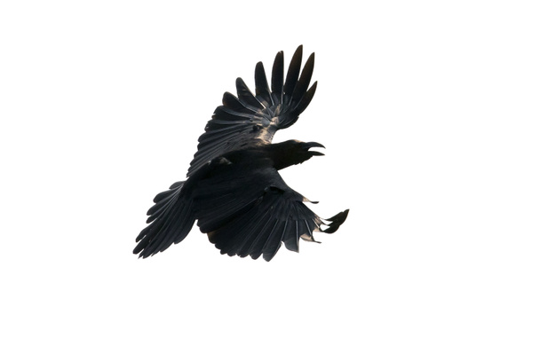 Закрыть перо черной вороны летит изолировать белый фон
 - Фото, изображение