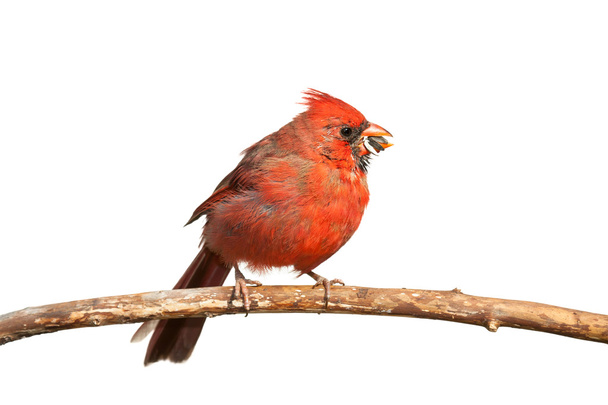 Голодні кардинал
 - Фото, зображення